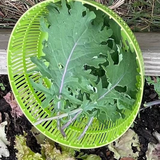 RED RUSSIAN KALE SEEDS